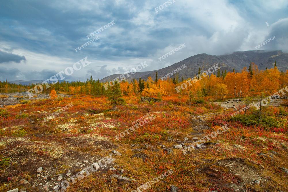 На фотографии изображён осенний пейзаж с разноцветными мхами и кустарниками на переднем плане. Горы Хибин под облачным небом дополняют живописный северный вид. Это природный ландшафт северной России, отражающий богатство и гармонию осенней природы.